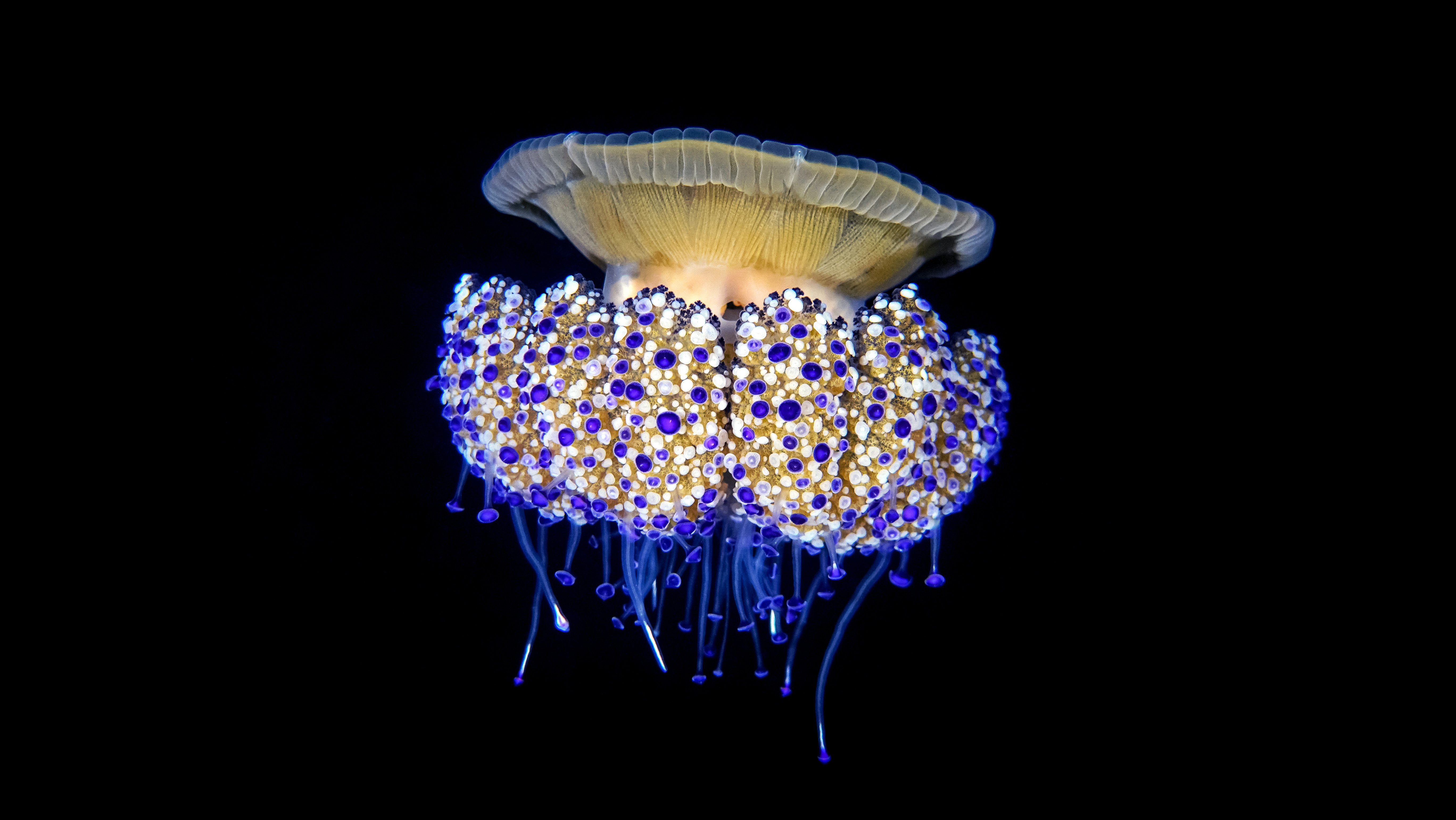 Fried egg jellyfish in space suspention